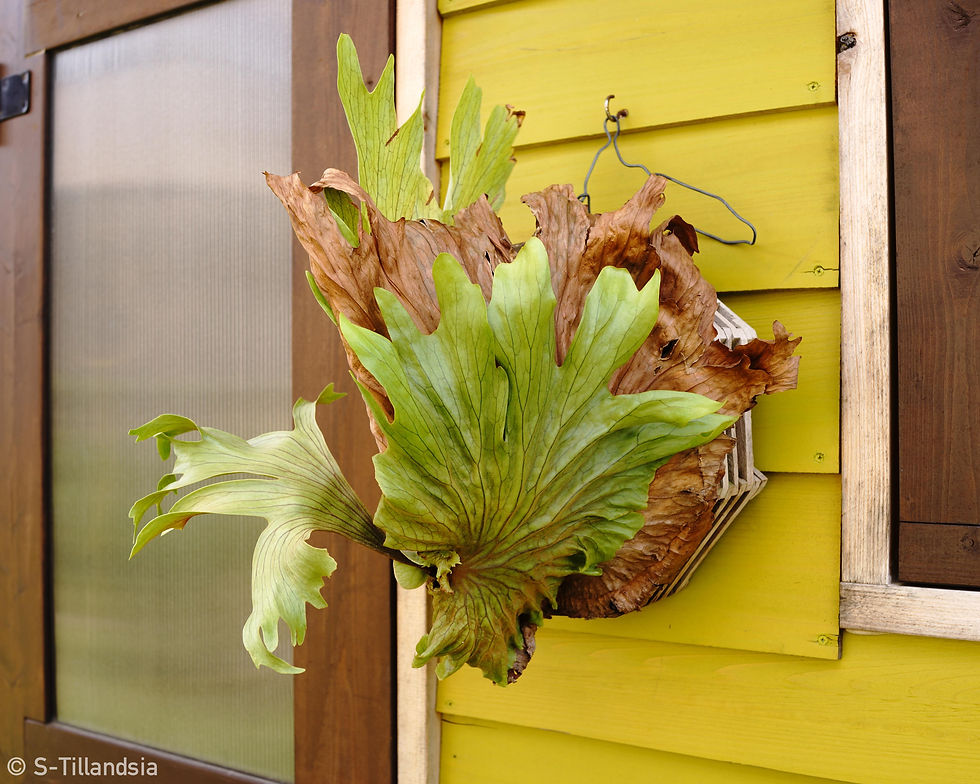 Thumbnail: Platycerium Charles Alford, Staghorn fern, Bat orchid