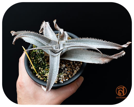 人気 ディッキア ドナ・マリー Dyckia 'Donna Marie' 人気 ディッキア ドナ・マリー Dyckia 'Donna Marie'
