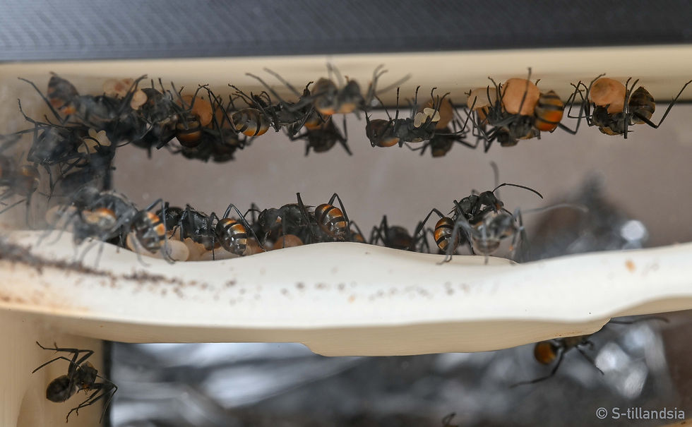 Thumbnail: Polyrhachis ammon ・ Golden tailed spiny ant ・ Queen ant