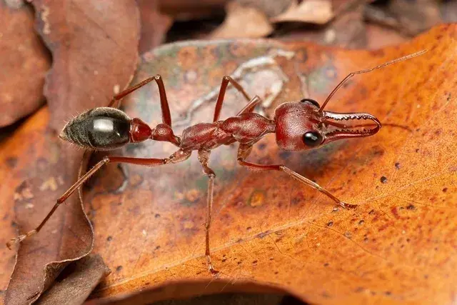 サムネイル： Myrmecia brevinoda・ 女王アリ