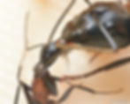 サムネイル： Camponotus obscuripes ・ムネアカオオアリ・福島県・