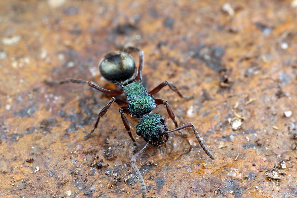 Thumbnail: Polyrhachis hookeri, Queen Ali