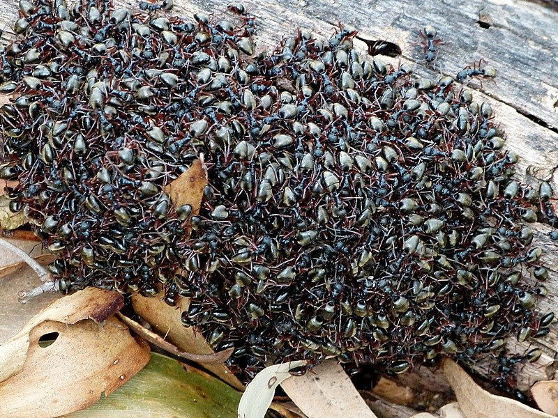 Thumbnail: Dolichoderus doriae, Dolly ant, Queen Ali