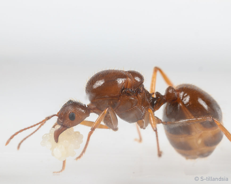Thumbnail: Aphaenogaster Longiceps Queen Ali