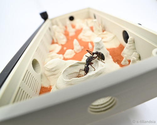 Hybrid nest type Yama Large・ブルアン（キバハリアリ） Hybrid nest type Yama Large・ブルアン（キバハリアリ） 昆虫用品