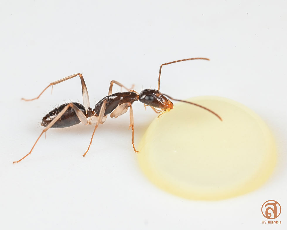 Thumbnail: Camponotus Claripes Queen Ali