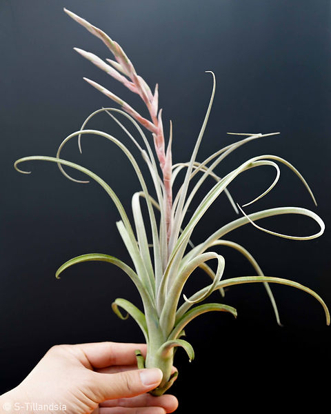 Tillandsia Heidi Gulz・チランジア・エアープランツ | s Tillandsia Heidi Gulz・チランジア・エアープランツ | s