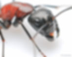 サムネイル： Camponotus obscuripes ・ムネアカオオアリ・福島県・