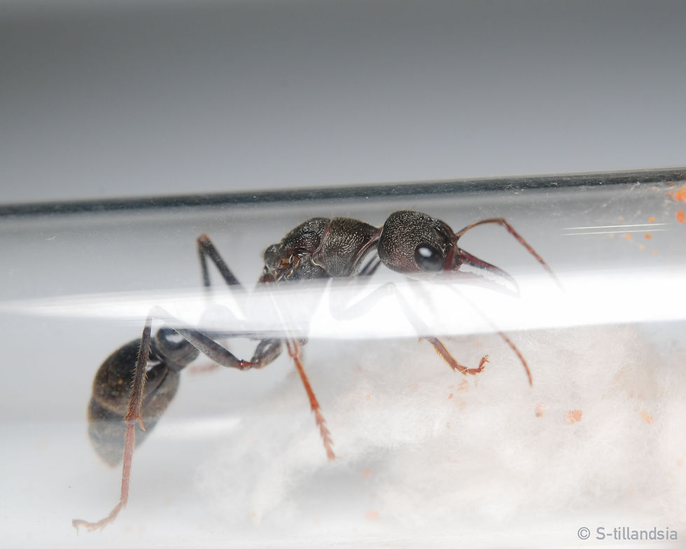 Thumbnail: Myrmecia pyriformis ・ Giant bull ant ・ Queen ant