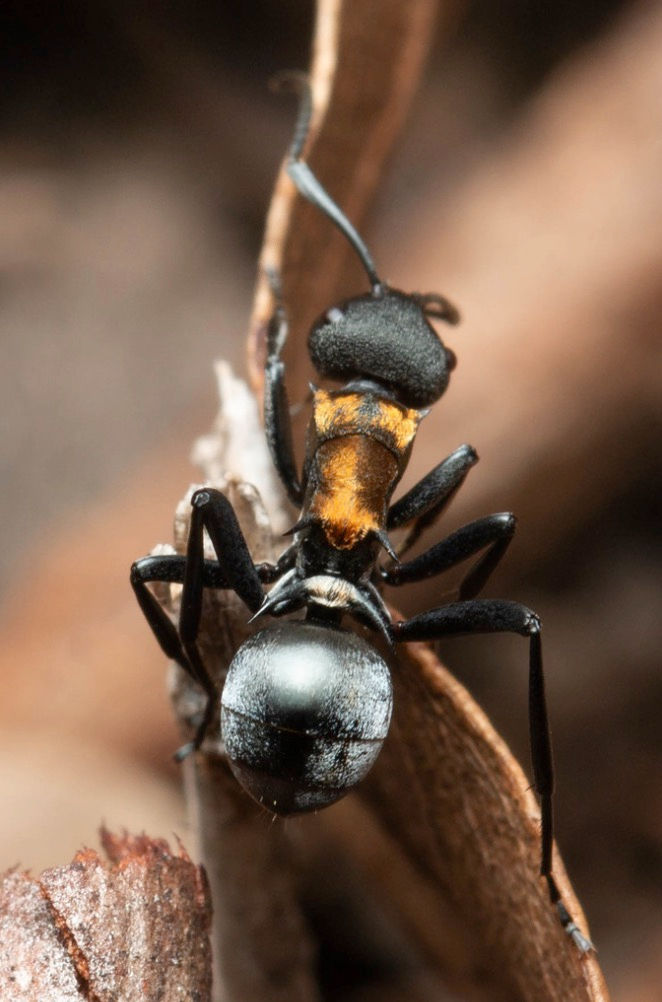 Thumbnail: Polyrhachis Ornata・Golden spiny ant・女王アリ