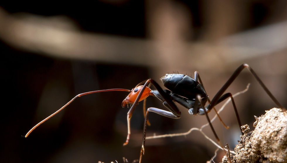 Thumbnail: Leptomyrmex erythrocephalus ・ Spider Ant ・ Queen Ali