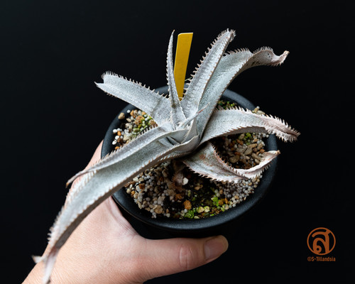 Dyckia Medusa | s-tillandsia