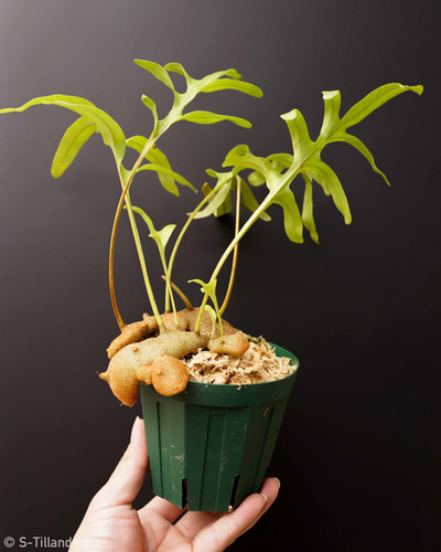 Lecanopteris Crustacea・レカノプテリス | s-tillandsia