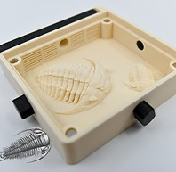 trilobite (5 of 5).jpg