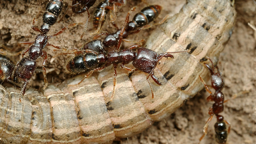 Thumbnail: Amblyopone Australis, Dracula Ant, blood-sucking ants, queen ants