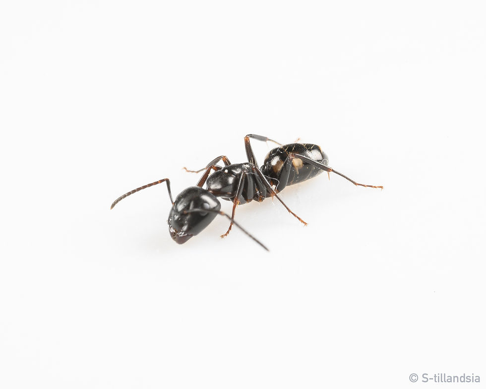 Thumbnail: Camponotus Quadrinotatus ・ Carpenter ant ・ Fukushima Prefecture ・