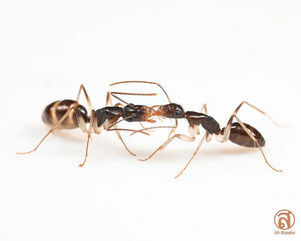 Thumbnail: Camponotus Claripes Queen Ali