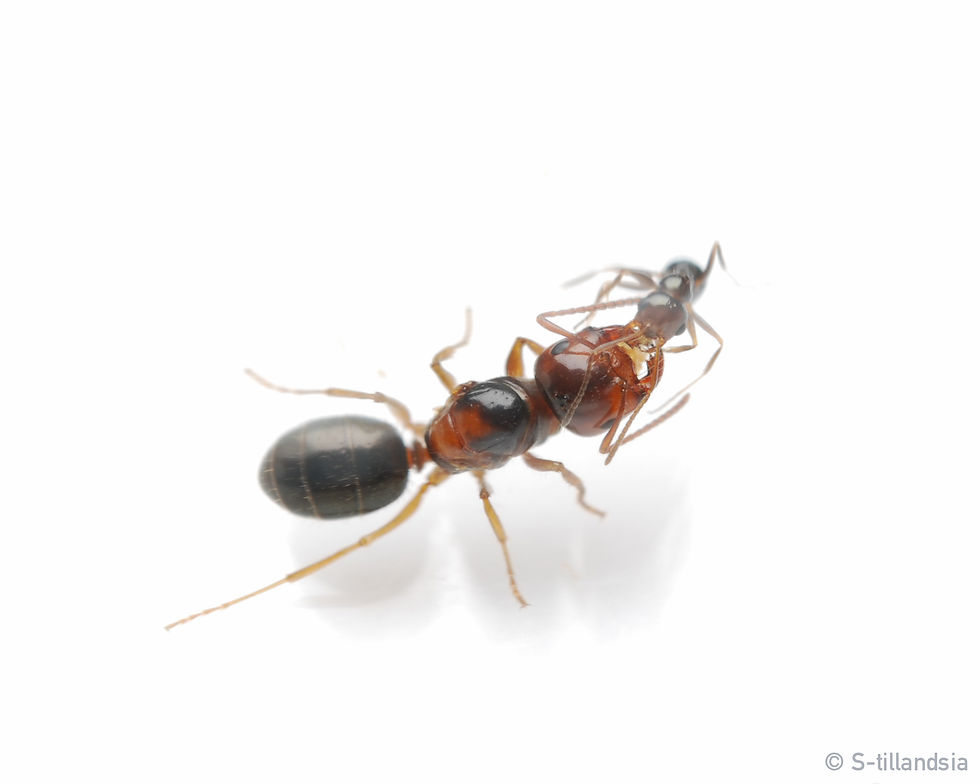 サムネイル： Melophorus sp.・女王アリ・Heat Ant・Furnace ant・