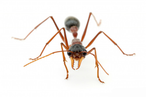 Myrmecia Nigriceps・ 女王アリ | s-tillandsia