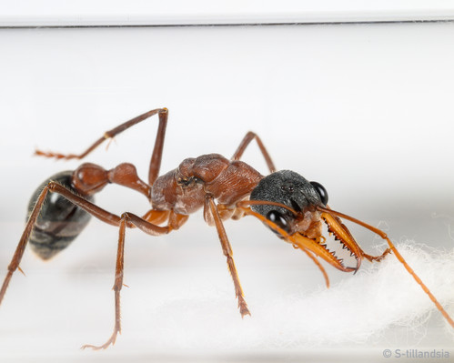 Myrmecia Nigriceps・ 女王アリ | s-tillandsia