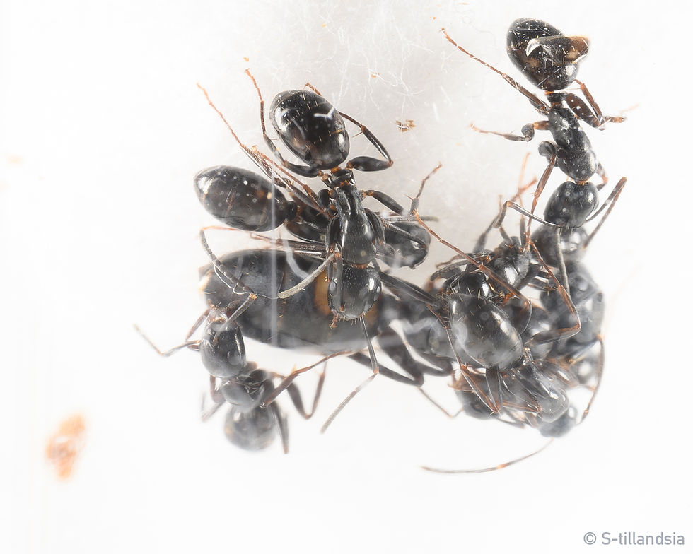 Thumbnail: Camponotus Quadrinotatus ・ Carpenter ant ・ Fukushima Prefecture ・