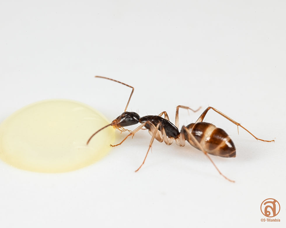 Thumbnail: Camponotus Claripes Queen Ali