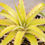 サムネイル： Dyckia Red Thorns・ディッキア