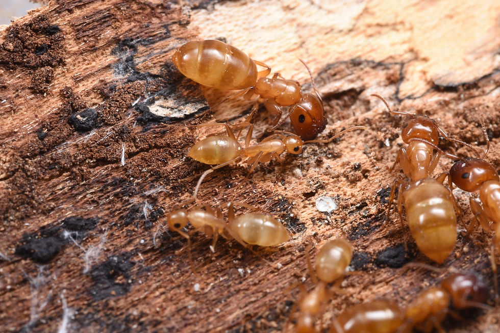 Thumbnail: Colobopsis Macrocephala, Queen Ali