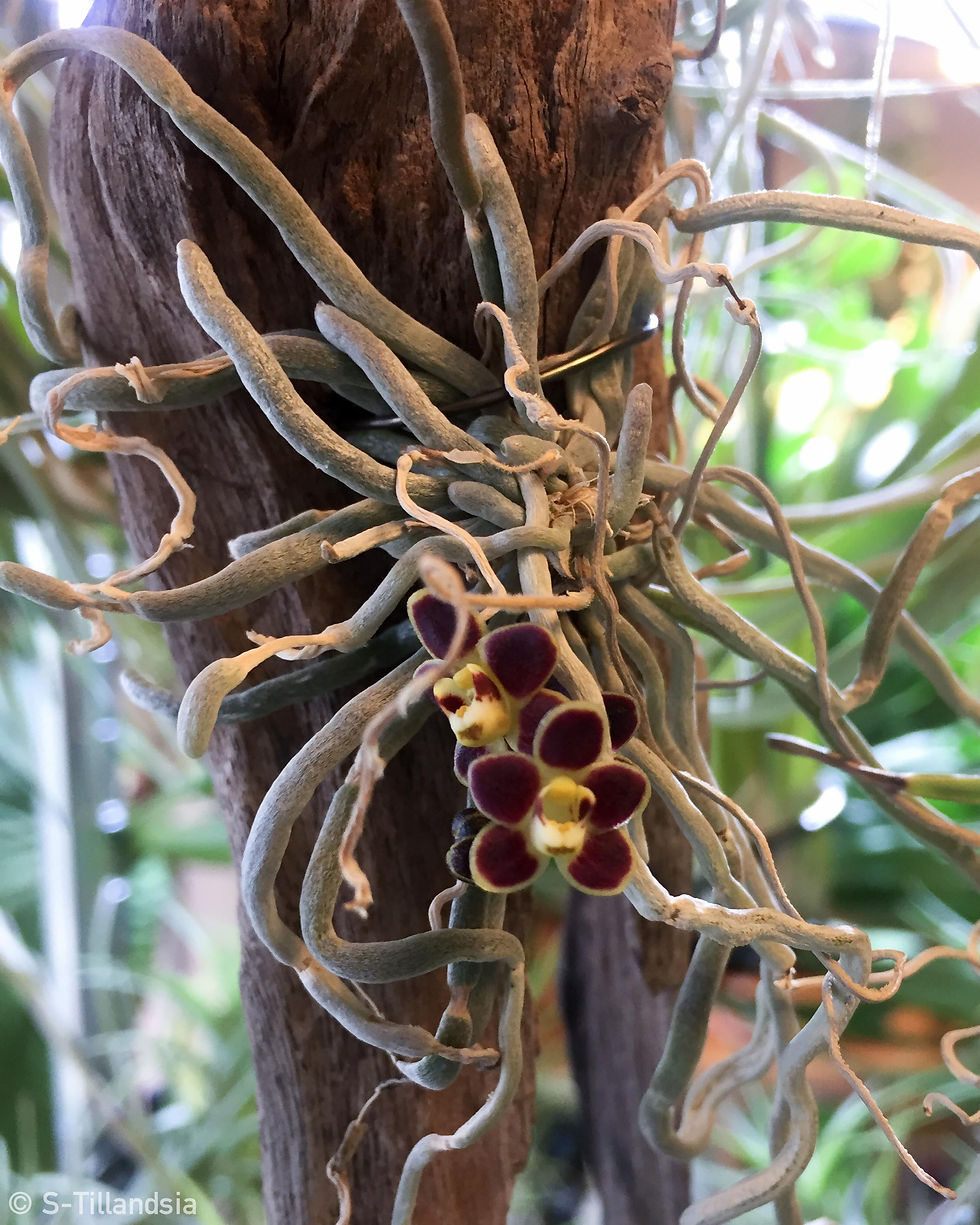 サムネイル： Chiloschista lunifera 'Red' 着生ラン・原種ラン・無葉ラン