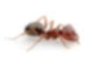 Thumbnail: Melophorus bagoti, Queen Ali, Heat Ant