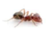 Melophorus bagoti, Queen Ali, Heat Ant