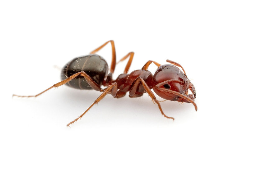 Melophorus Bagoti Heat Ant S tillandsia