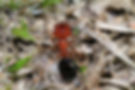 Thumbnail: Melophorus bagoti, Queen Ali, Heat Ant