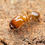 Thumbnail: Pheidole vigilans Queen Ali