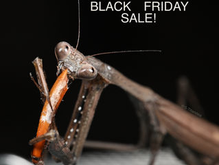 BLACK FRIDAY SALE!