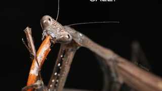 ディッキア | S-tillandsia