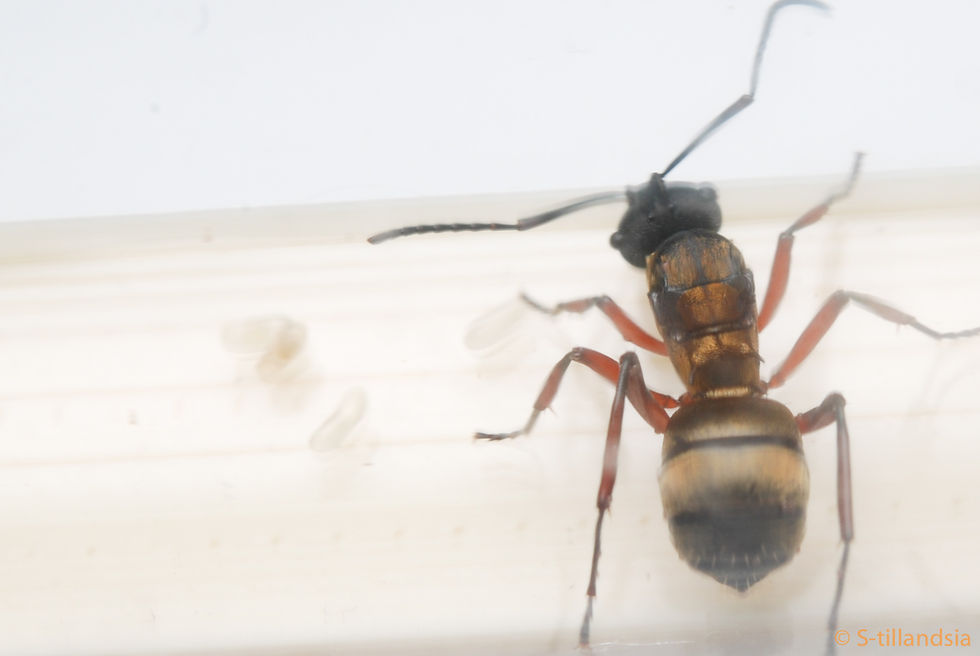 Thumbnail: Polyrhachis rufifemur, Golden Spiny ant, Queen Ali