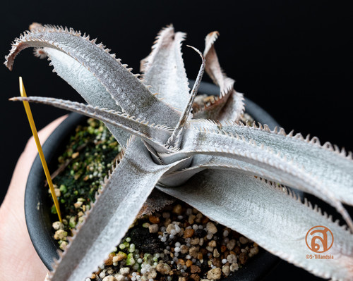 確認用①メドゥーサ Medusa ディッキア　発根済みカキ子 やや大きめ 確認用①メドゥーサ Medusa ディッキア 発根済みカキ子 やや大きめ