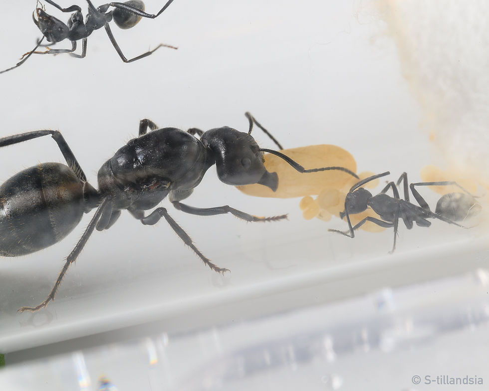 Thumbnail: Camponotus suffusus ・ Golden tail sugar ant ・ Queen ant