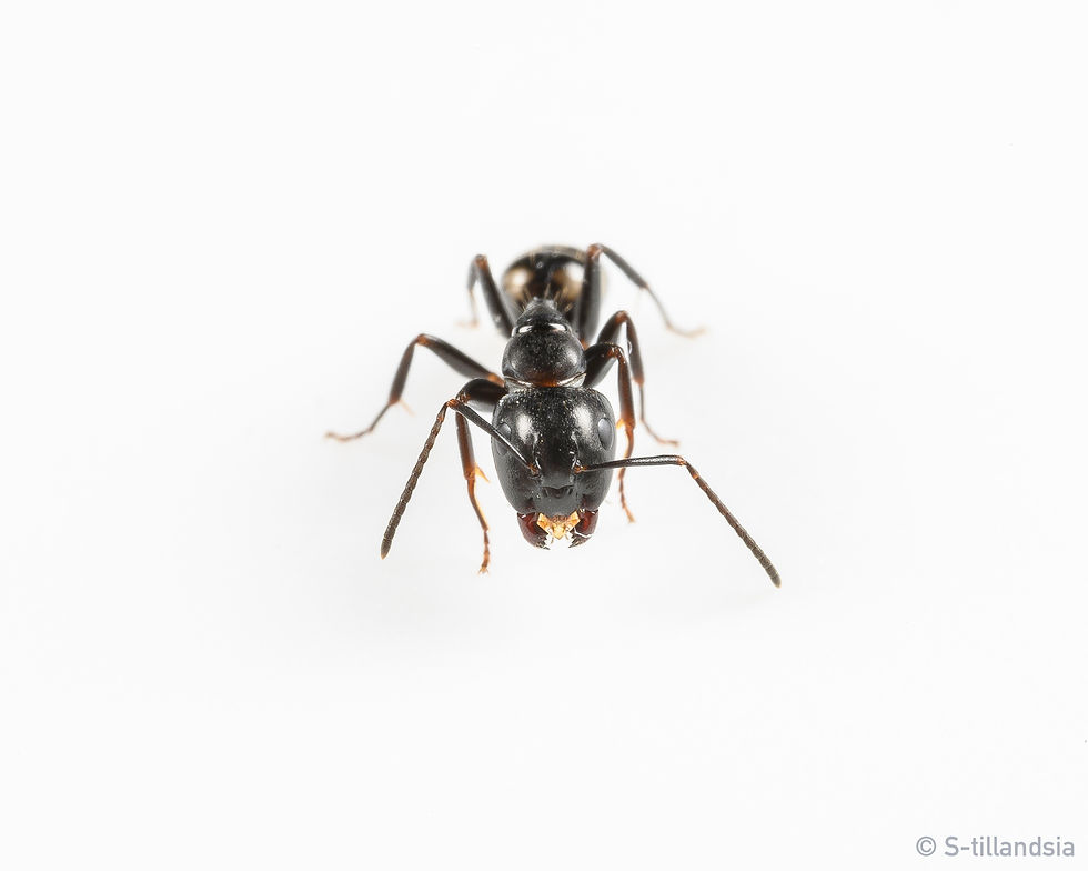 Thumbnail: Camponotus Quadrinotatus ・ Carpenter ant ・ Fukushima Prefecture ・