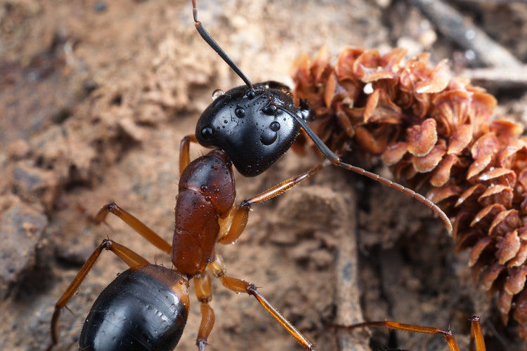 Thumbnail: Camponotus Consobrinus Queen Ali