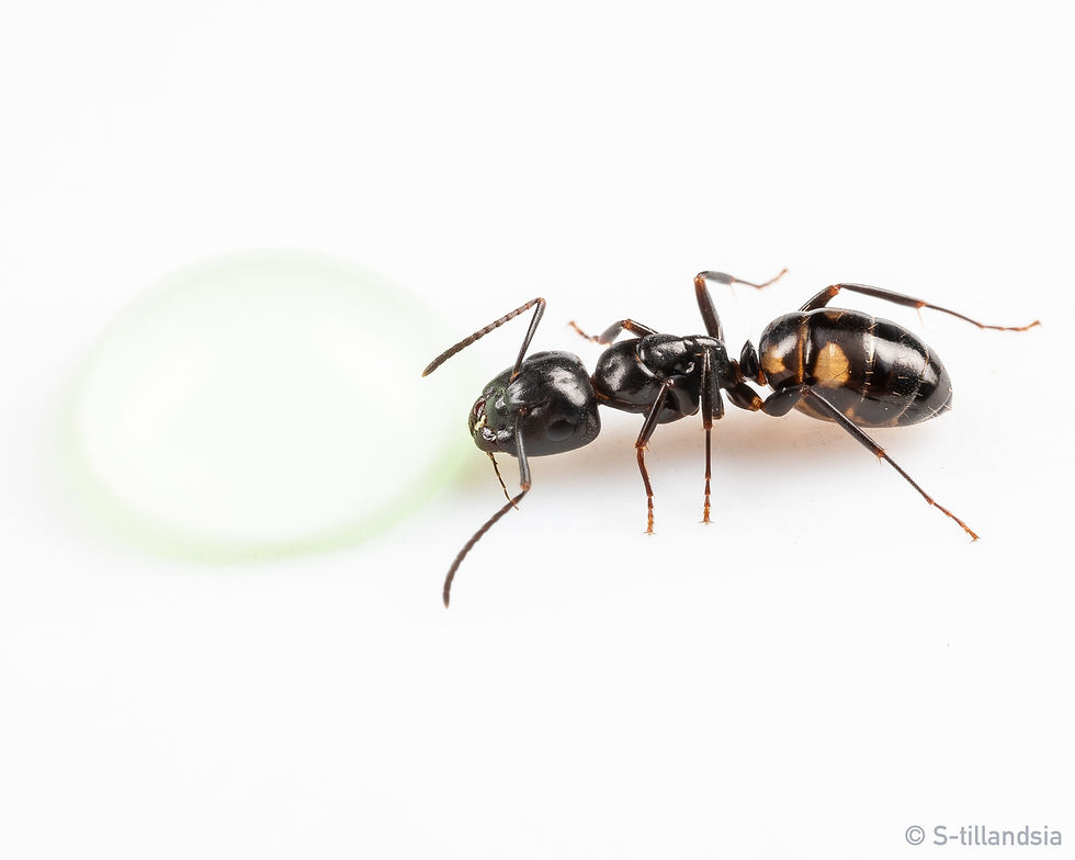 Thumbnail: Camponotus Quadrinotatus ・ Carpenter ant ・ Fukushima Prefecture ・
