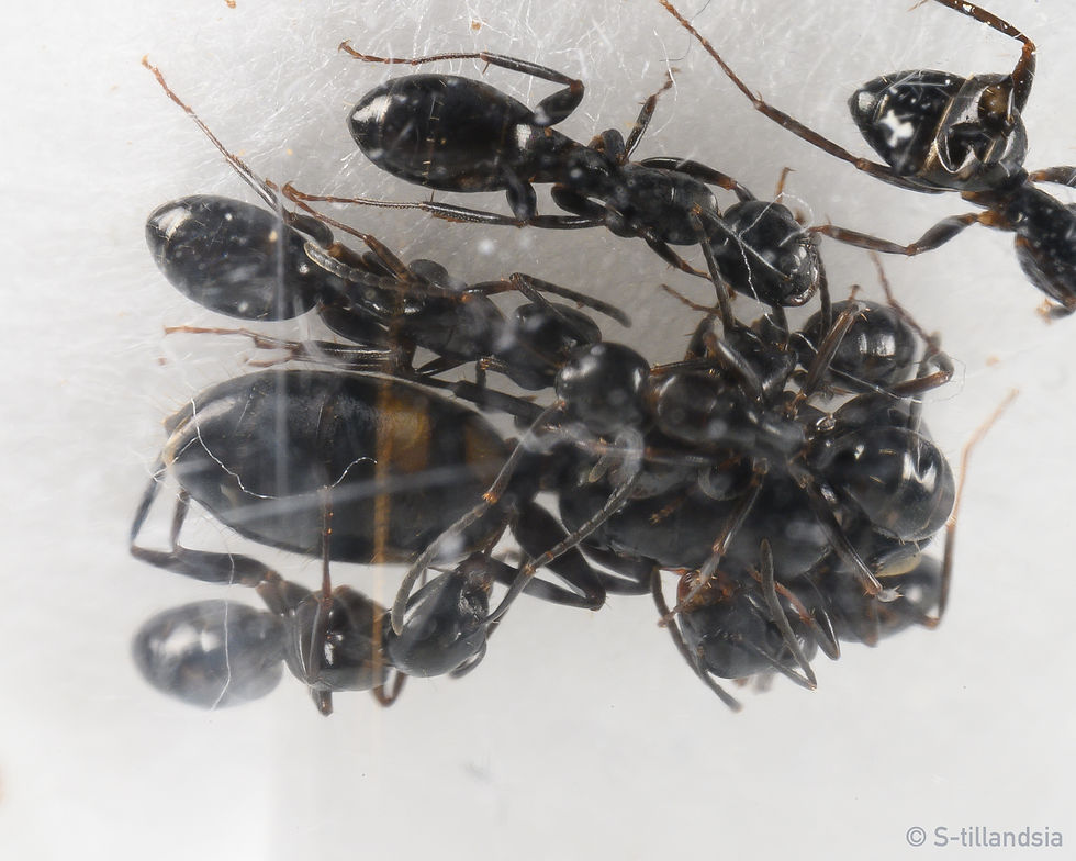 Thumbnail: Camponotus Quadrinotatus ・ Carpenter ant ・ Fukushima Prefecture ・