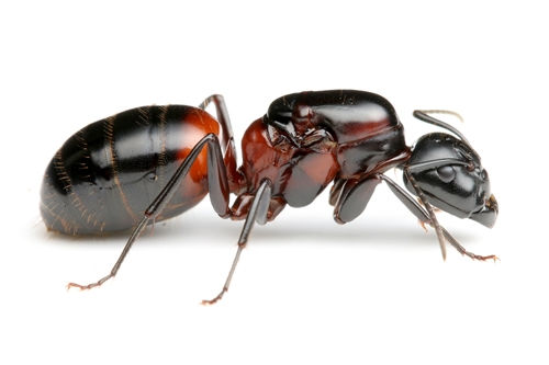 Thumbnail: Camponotus obscuripes ・ Camponotus obscuripes ・ Fukushima Prefecture ・