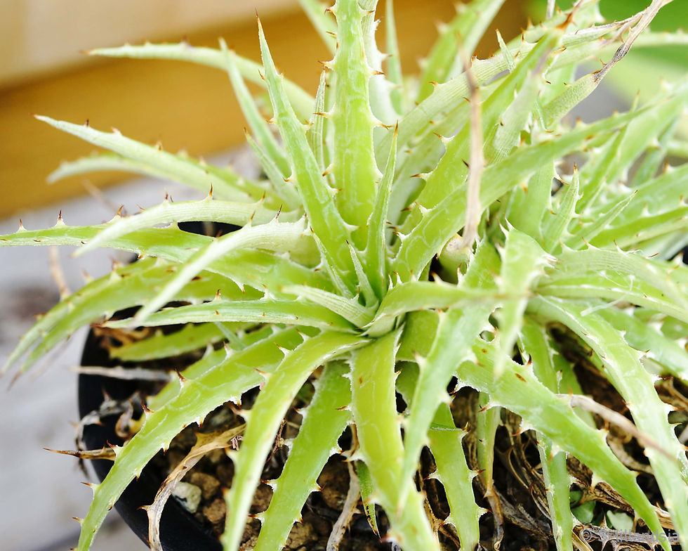 Thumbnail: Dyckia Fosteriana Hybrid "Open seed"