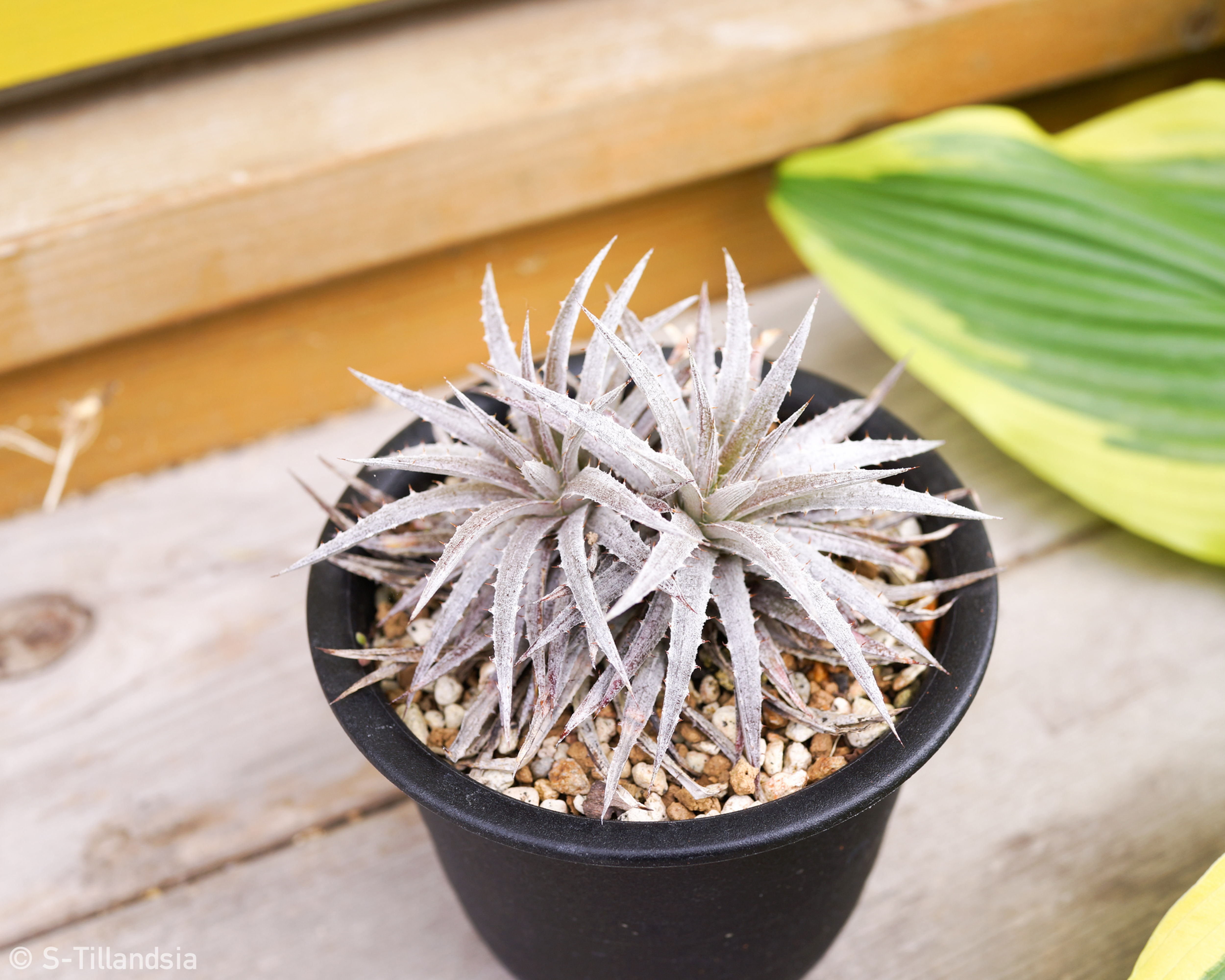 Dyckia choristaminea, Select silver leaf form Dyckia