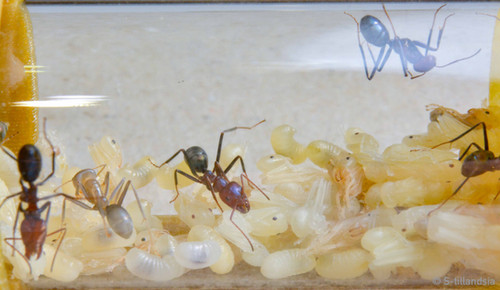 Iridomyrmex Purpureus 女王アリ | s-tillandsia