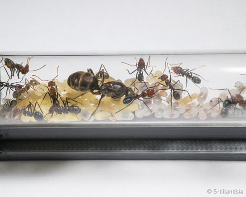 アリ Iridomyrmex Purpureus 女王アリ | s-tillandsia