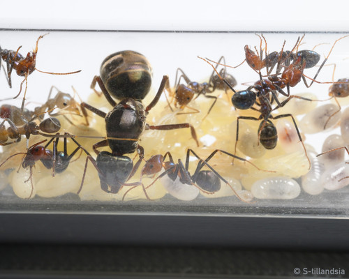 Iridomyrmex Purpureus 女王アリ | s-tillandsia