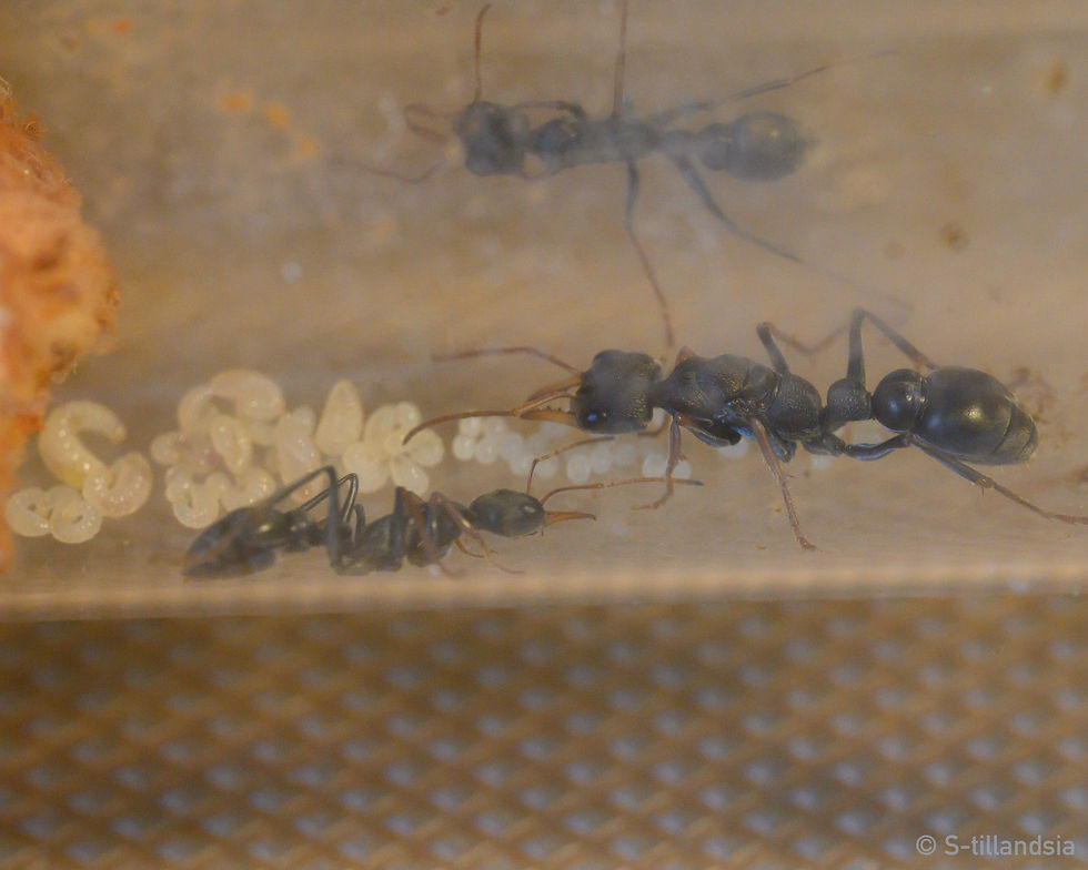 Thumbnail: Myrmecia pilosula ・ Jumping Jack ・ Queen Ali